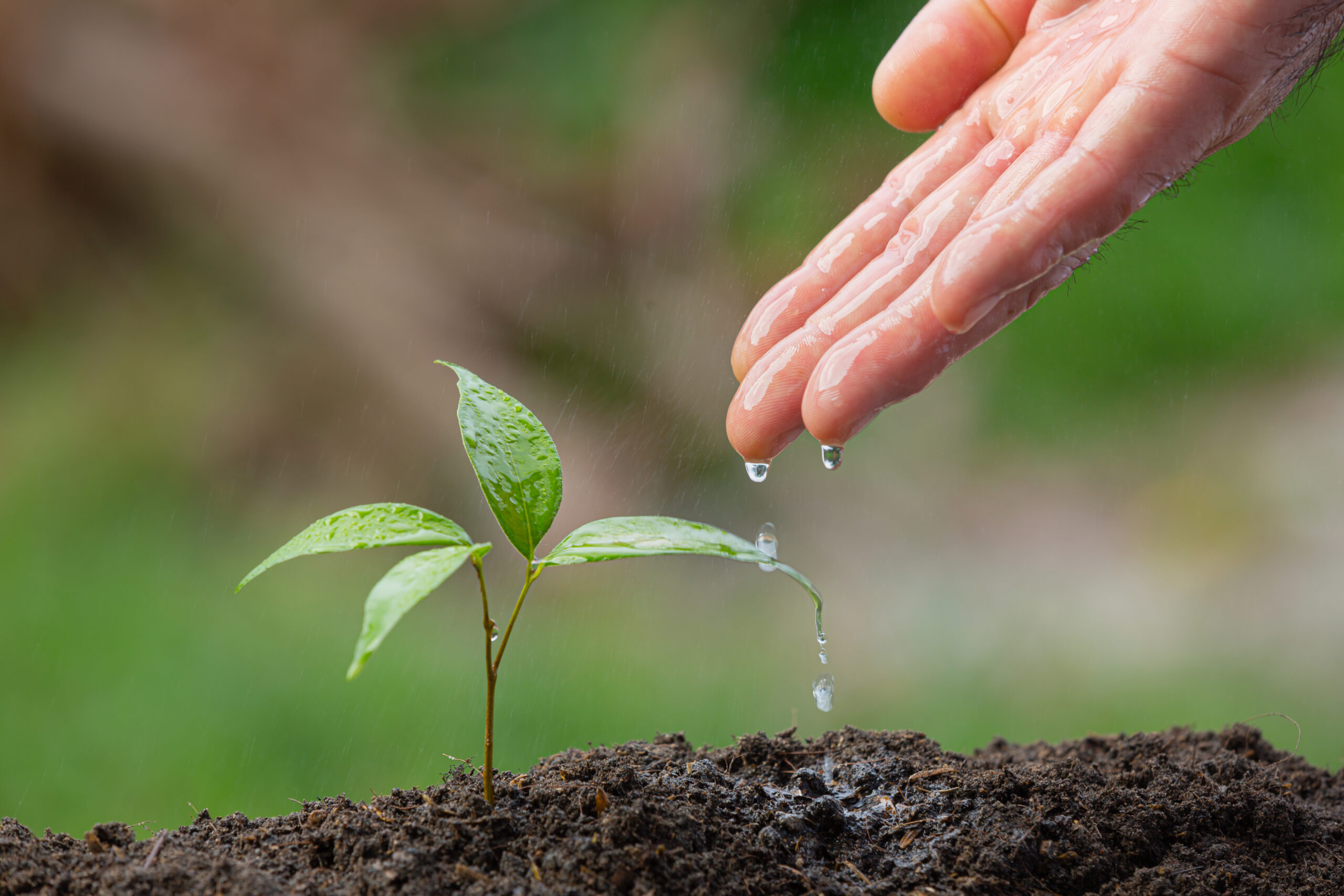 ¡Cultiva tu propia comida en la ciudad con la agricultura urbana!